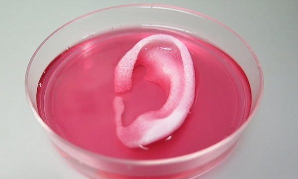 Khoa học hiện đại: In 3D tai có mạch máu và xương sụn